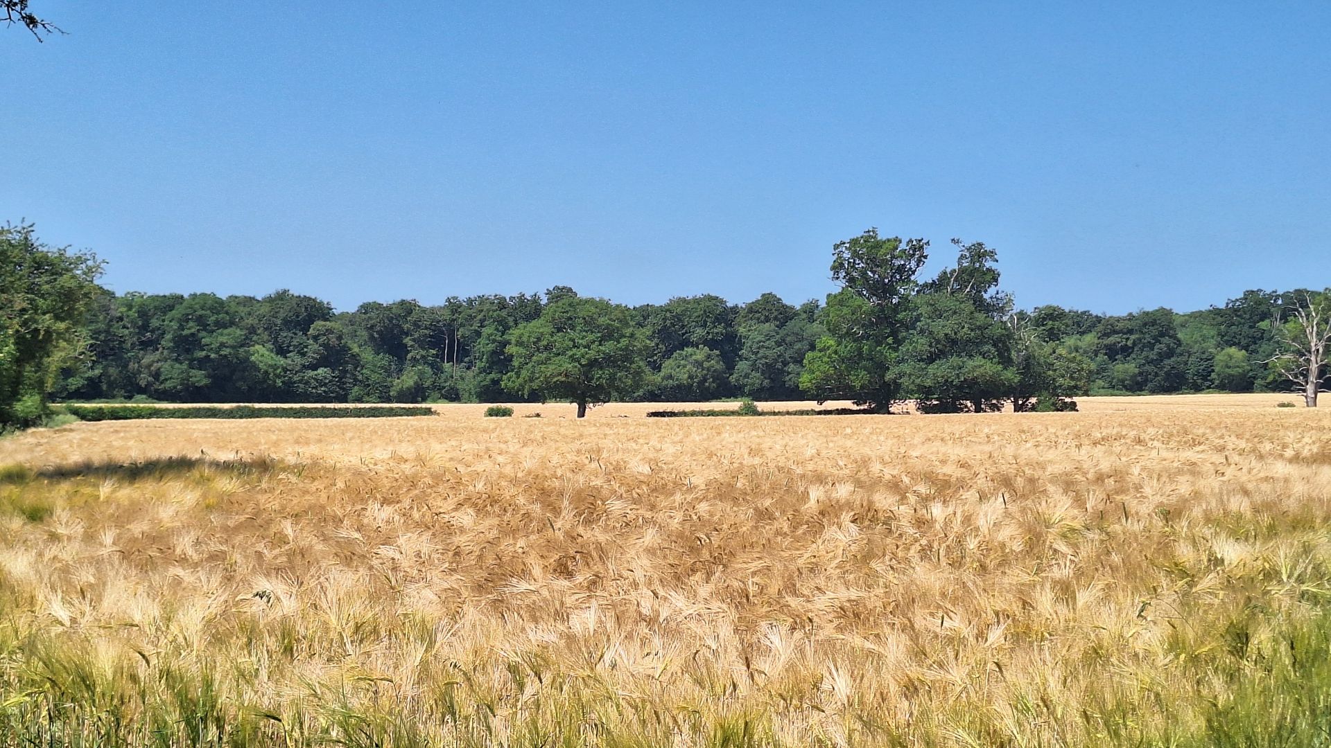 Fields of Gold